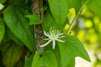 Passiflora capsularis - Bl&uuml;te
