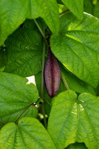 Passiflora capsularis - Frucht
