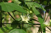Passiflora misera - Bl&uuml;te