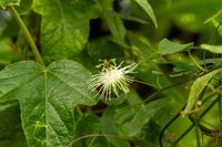 Passiflora misera - Bl&uuml;te