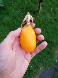 Frucht der P. caerulea