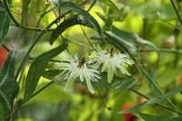 Passiflora misera - Bl&uuml;ten