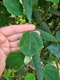 Passiflora sidifolia - Laubblatt