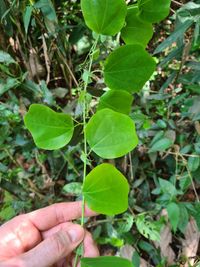 Passiflora sidifolia - Laubbl&auml;tter