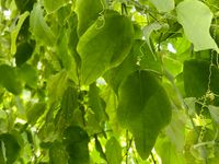 Passiflora sidifolia - Laub
