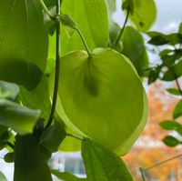 Passiflora sidifolia - Hochbl&auml;tter