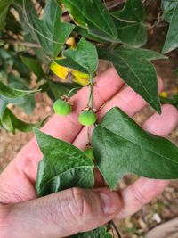 Passiflora suberosa - unreife Fr&uuml;chte