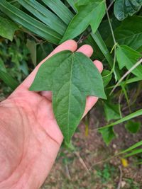 Passiflora suberosa - Laubblatt