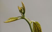 Neuaustrieb der P. vitifolia