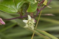 Passiflora suberosa - Bl&uuml;te