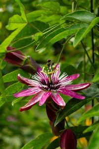Passiflora x violacea